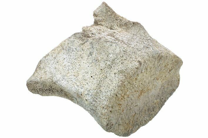 Fossil Whale Lumbar Vertebra - Yorktown Formation #224060